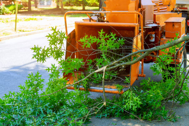 Tree Health Inspection in Parkesburg, PA